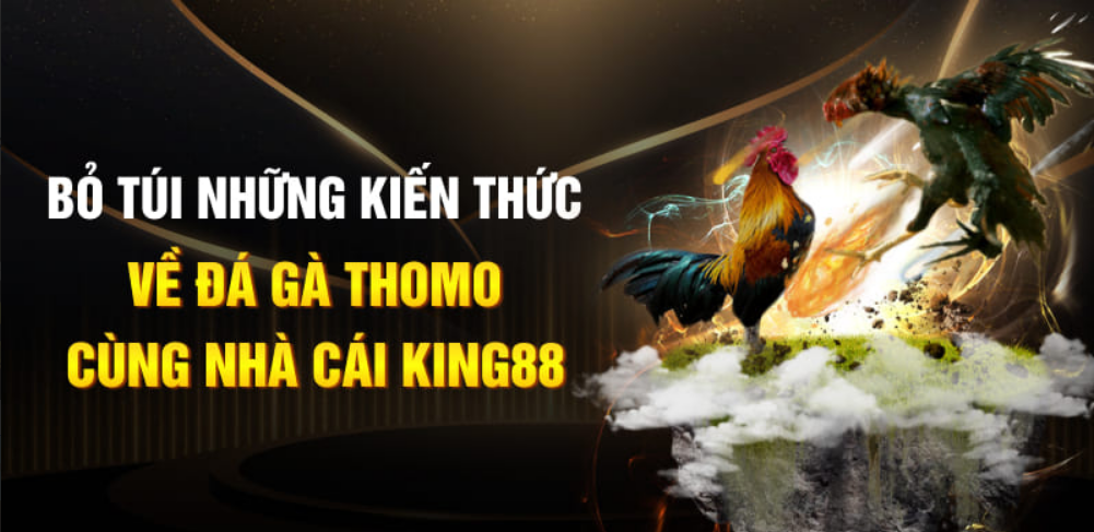Bỏ túi những kiến thức về đá gà Thomo cùng nhà cái King88