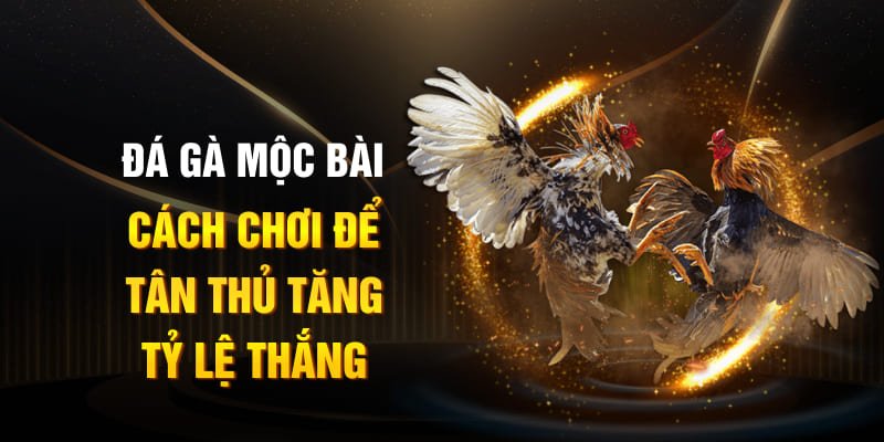 Đá Gà Mộc Bài - Cách Chơi Để Tân Thủ Tăng Tỷ Lệ Thắng