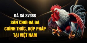 Đá gà SV388 - Sân Chơi Đá Gà Chính Thức, Hợp Pháp Tại Việt Nam