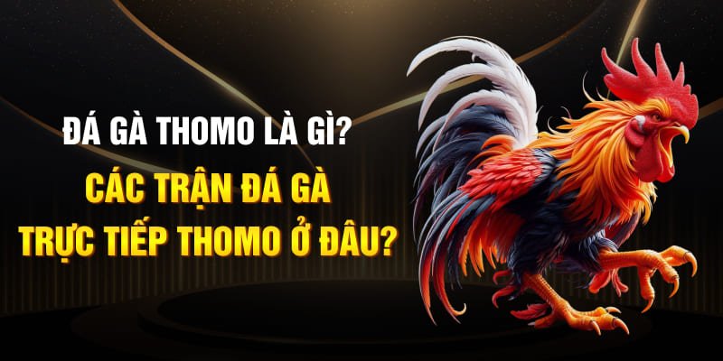Đá Gà Thomo Là GÌ? Xem Các Trận Đá Gà Trực Tiếp Thomo Ở Đâu?